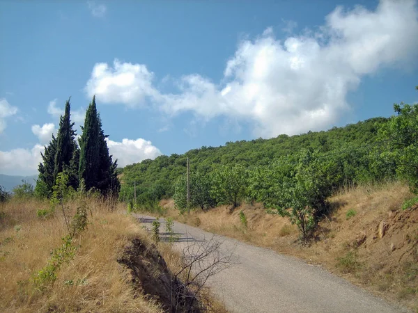 Een smalle asfalt weg op een warme zonnige dag langs groenblijvende bomen een — Stockfoto