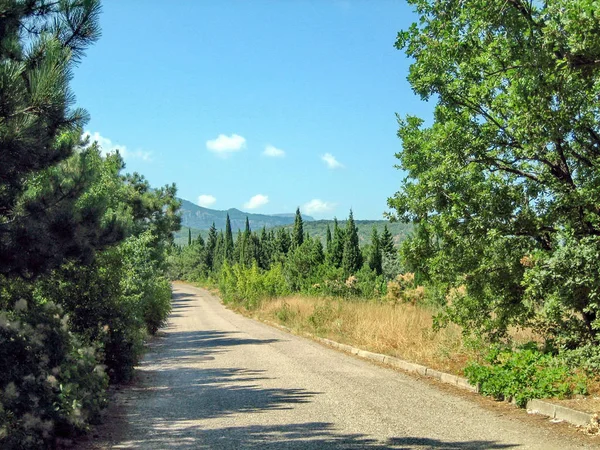 Ένας στενός δρόμος με άσφαλτο σε μια ζεστή ηλιόλουστη μέρα μετά από αειθαλή δέντρα — Φωτογραφία Αρχείου