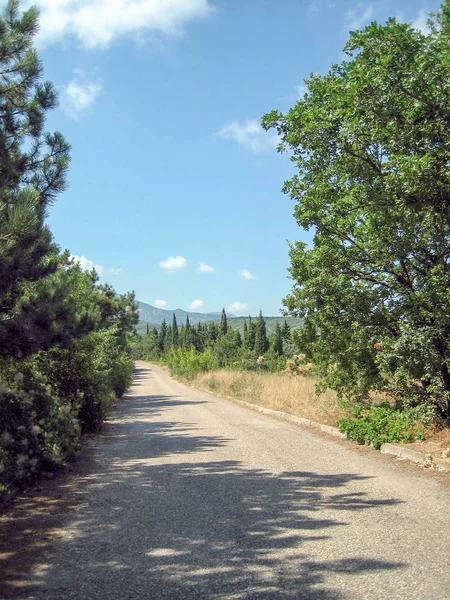 Ένας στενός δρόμος με άσφαλτο σε μια ζεστή ηλιόλουστη μέρα μετά από αειθαλή δέντρα — Φωτογραφία Αρχείου