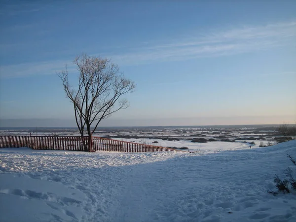Osamělý strom na vysokém vzestupu nad obrovskými rodokmen sněhu — Stock fotografie