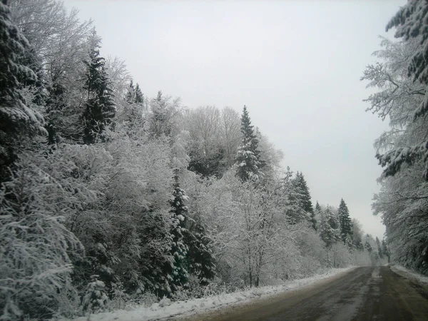 Asfaltowa droga w głębokim lesie w wilgotnym zimowym dniu. Zdjęcie Stockowe
