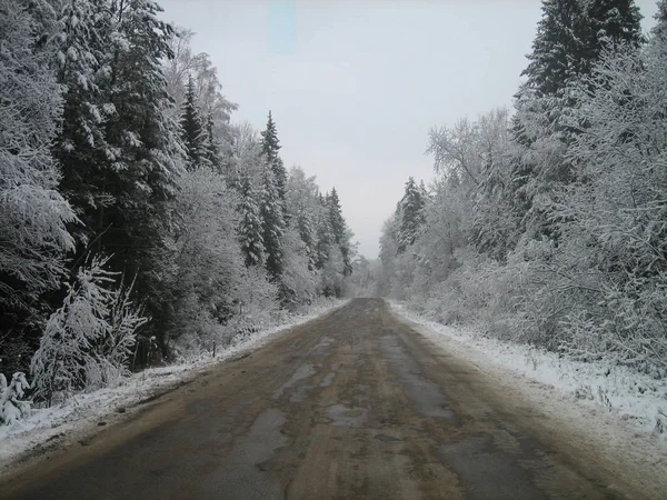 Asphaltstraße im tiefen Wald an einem nassen Wintertag. lizenzfreie Stockfotos