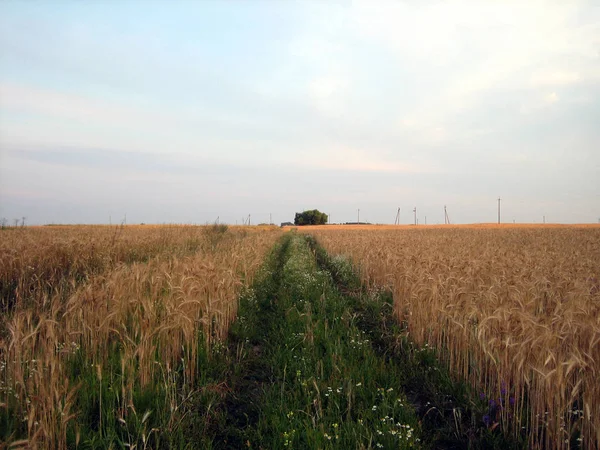 Overgrown grass road through a wheat field. The ruts on the road — Stockfoto