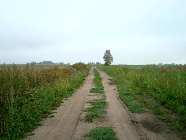 Dirt road in an open field on a summer day. Dry ruts form a flat — 스톡 사진