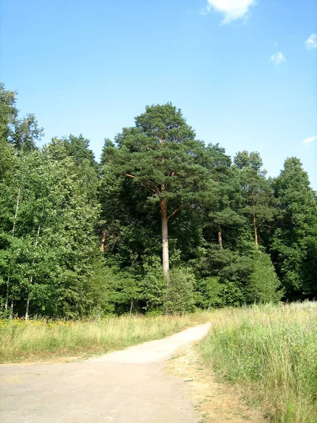 Een onverharde weg door een weide leidt naar een dennenbos op een zomer — Stockfoto