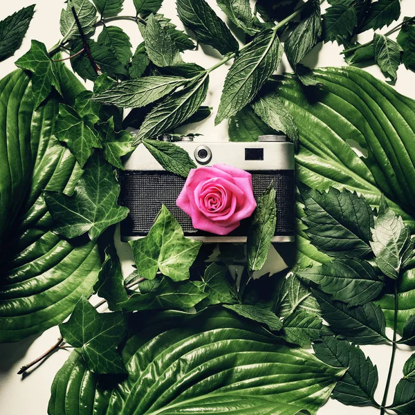 Vintage film camera in green leaves with a pink bud on the lens, top view. Retro technology creative concept