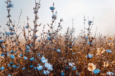Çiçekli çayır. Kır çiçekleri. Doğa manzara