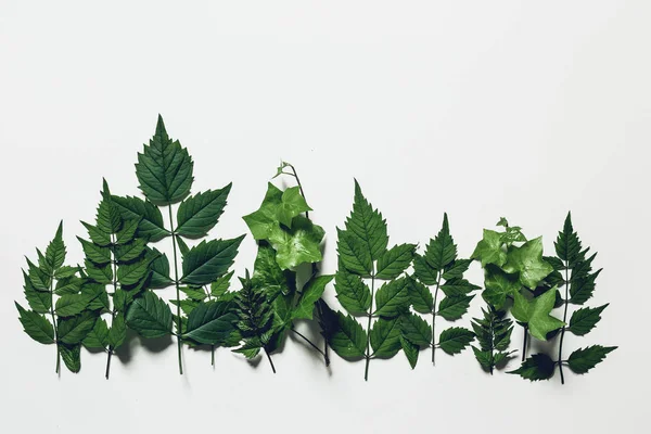 Yeşilden bir orman ağaç sınırından beyaz zemin üzerine bırakır. En az doğa yaratıcı kavramı. Düz yatıyordu.