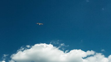 Özgürlük barış bağımsızlık kavramı. Güvercin mavi gökyüzünde uçmak