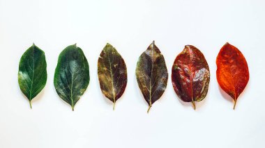 Yaratıcı kavramı gelişimi ve büyüme. Başlangıç ve bitiş. Beyaz arka plan, üstten görünüm satırda renkli yapraklarda