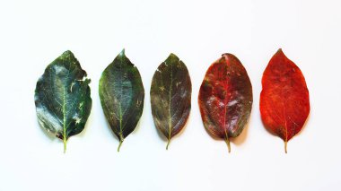 Yaratıcı kavramı gelişimi ve büyüme. Başlangıç ve bitiş. Beyaz arka plan, üstten görünüm satırda renkli yapraklarda