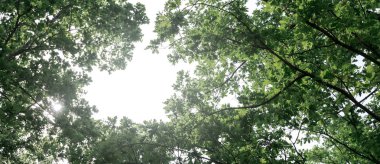 Pitoresk orman manzara gökyüzü. Yaz aylarında Tree tops