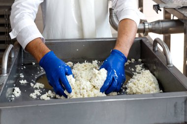 Geleneksel peynir yapımı bir küçük şirket. Peynir Maker eller yakın çekim üstten görünüm