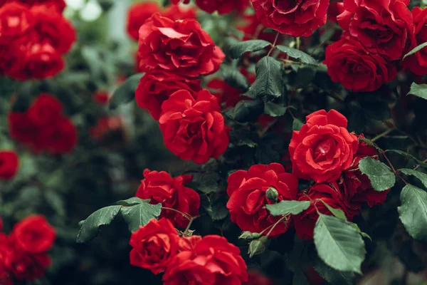 Red Rose Bush Growing Garden Royalty Free Stock Images