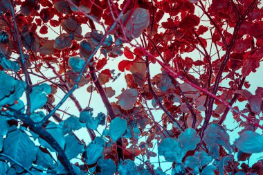 Yaprakların yaratıcı kızılötesi floresan renk düzeni. Neon Renkleri. Doğa Tasarımı Yaşam Duvarı Fikri