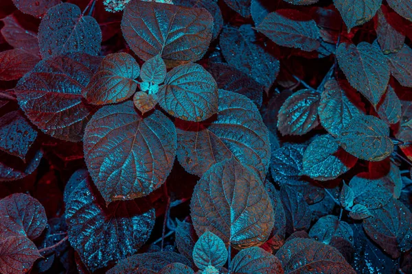 Layout Cor Fluorescente Criativo Folhas Neon Infravermelho Cores Ultravioleta Natureza — Fotografia de Stock