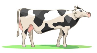 Siyah ve beyaz renklerde benekli inek. Tarım köy yaşamı. Pet otlatma çayır yan görünümünde. Beyaz arka plan üzerinde izole vektör