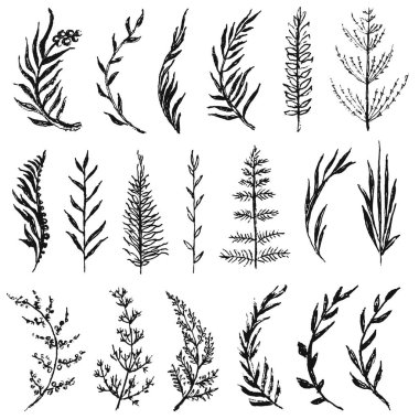 Botanik set clipart. Elle çizilmiş yaprakları, dalları ve dekorasyon, davet, düğün veya kartpostal için otlar. Mürekkep vektör illüstrasyonu.