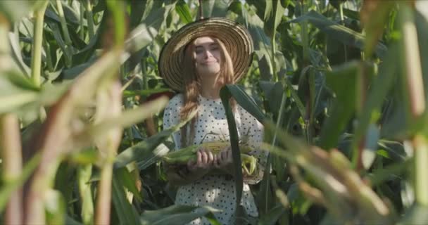 Jeune agricultrice à la récolte de maïs — Video