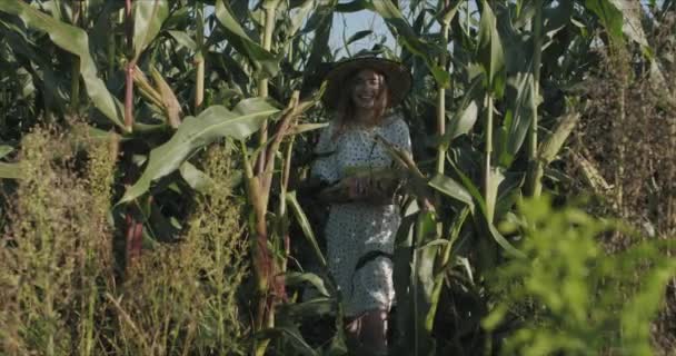 Młoda kobieta rolnik przy zbiorach kukurydzy — Wideo stockowe