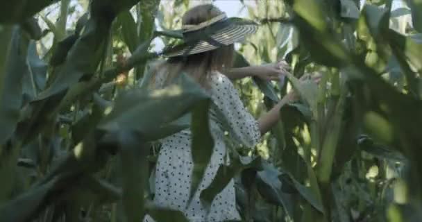 Jeune agricultrice à la récolte de maïs — Video