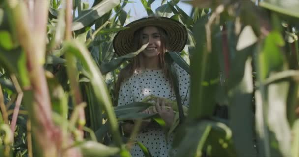 Mujer joven en el campo de maíz — Vídeos de Stock