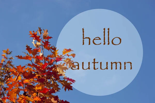 Red leaves on autumn tree. Hello autumn lettering text. Beautiful autumn greeting card.