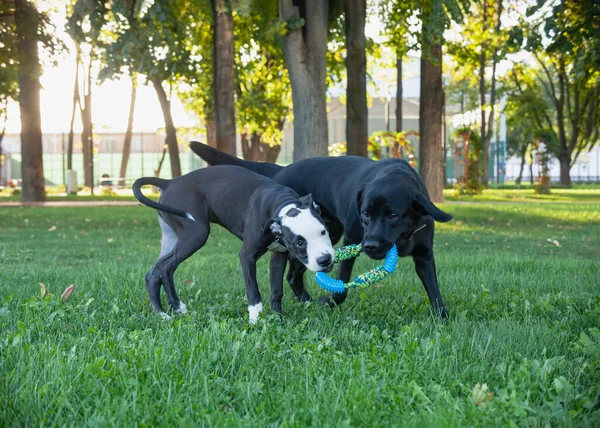 Cães Brincando Fora Grama — Fotografia de Stock