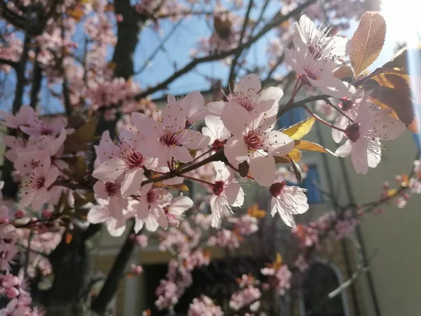 桜のピンクの花 — ストック写真