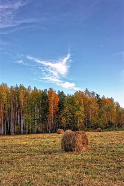 Ferde Réti Széna Háttérben Őszi Erdő Sunset Tekercs — Stock Fotó