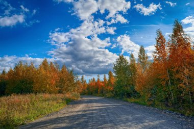 Büyülü sonbahar Forrest. Renkli sonbahar yaprakları. Romantik arka plan. Gün batımından önce yapraklara.