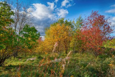 Büyülü sonbahar Forrest. Renkli sonbahar yaprakları. Romantik arka plan. Gün batımından önce yapraklara.