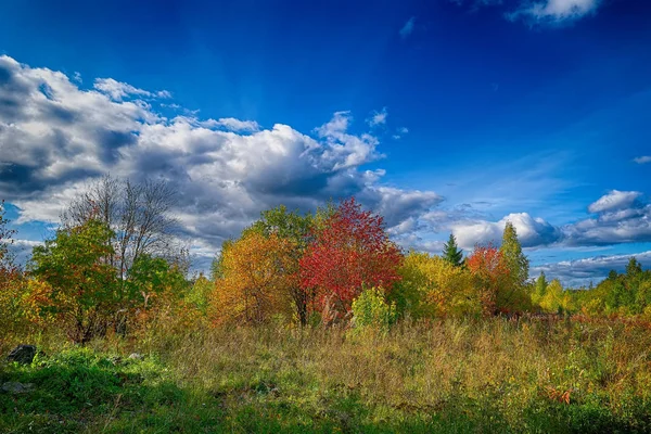 Magical Autumn Forrest Folhas Outono Coloridas Contexto Romântico Raios Solares — Fotografia de Stock