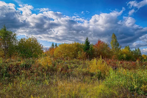 Magical Autumn Forrest Folhas Outono Coloridas Contexto Romântico Raios Solares — Fotografia de Stock