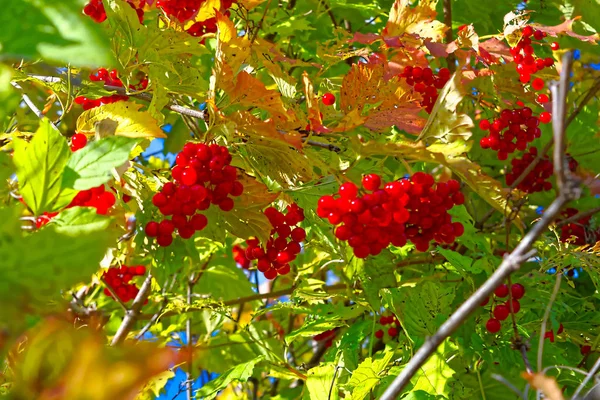 Ljusa Röda Klasar Viburnum Mot Den Höstliga Himlen Solig September — Stockfoto