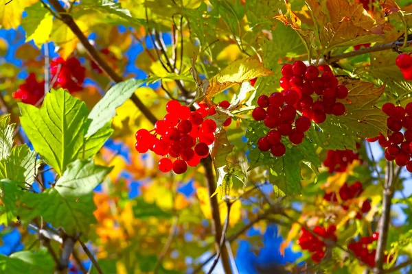 Ljusa Röda Klasar Viburnum Mot Den Höstliga Himlen Solig September — Stockfoto