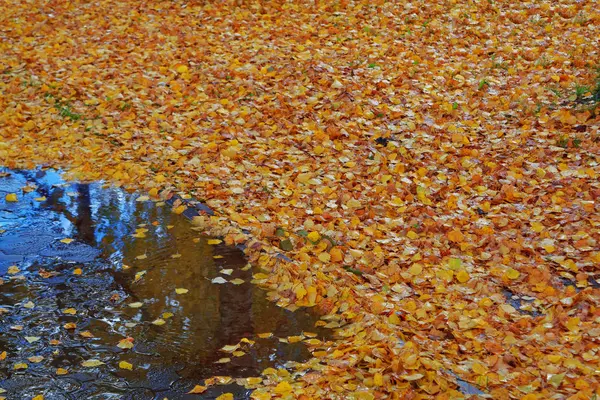 Outono Paisagem Urbana Folhas Amarelas Cobrir Beco — Fotografia de Stock