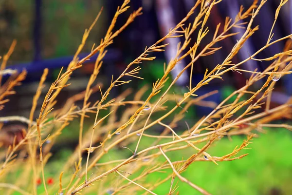 Astratto Autunno Sfondo Floreale Concetto Decorazione Caduta — Foto Stock