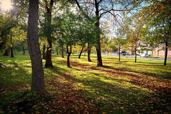 Осіннє Міський Пейзаж Жовте Листя Покриває Алею — стокове фото