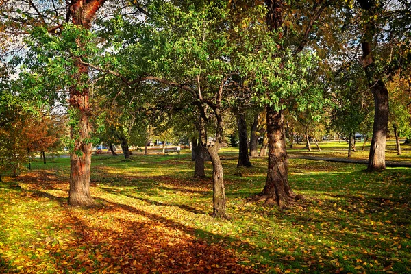 Осіннє Міський Пейзаж Жовте Листя Покриває Алею — стокове фото