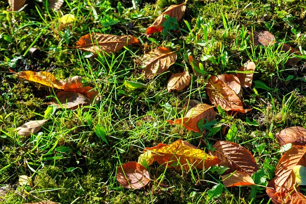 Outono Paisagem Urbana Folhas Amarelas Cobrir Beco — Fotografia de Stock