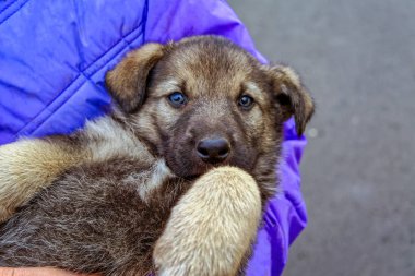 Küçük bir melez köpek yavrusu portresi