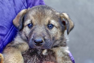 Küçük bir melez köpek yavrusu portresi