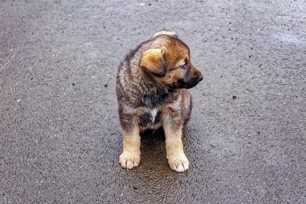 Ritratto Piccolo Cucciolo — Foto Stock