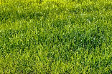 yeşil çim çim dokusu