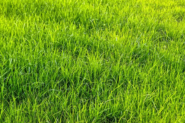 Texture of green grass lawn