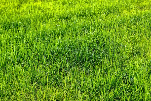 Υφή Του Πράσινο Γρασίδι — Φωτογραφία Αρχείου
