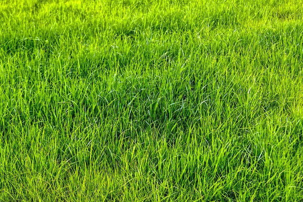 Texture Green Grass Lawn — Stock Photo, Image