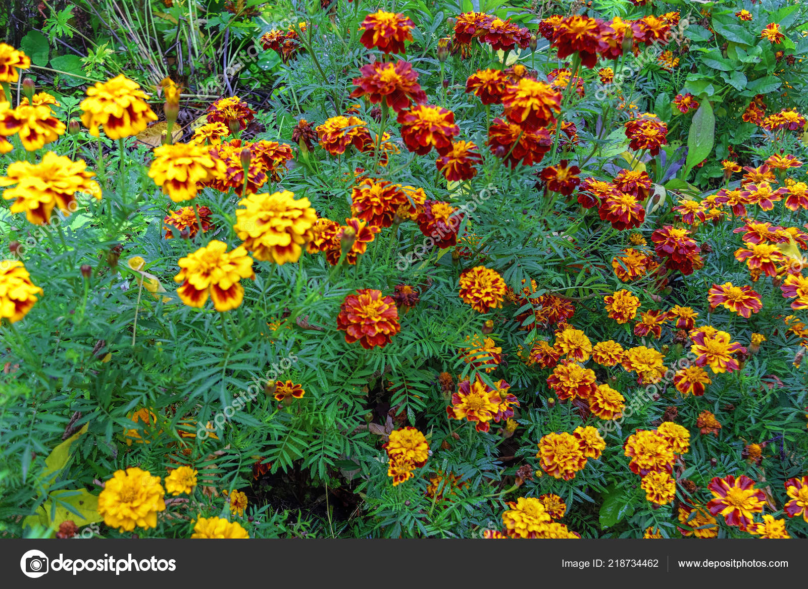 Close Beautiful Orange Yellow Marigold Flower Macro Marigold Flower Bed Stock Photo C Berislavskiy 218734462