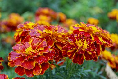 Güzel turuncu sarı kadife çiçeği çiçek kapatın. Marigold çiçek yatakta makro